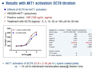 Akt1 활성 측정을 위한 cell-based assay 구축