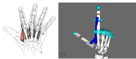 First dorsal interosseous, (좌)사람 손 (우)Opensim hand model