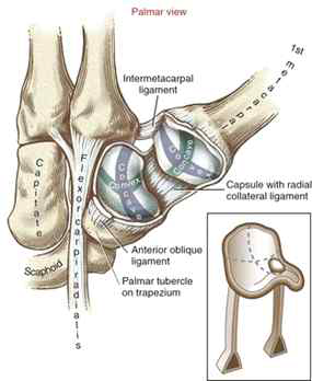 Thumb CMC joint – Saddle Joint