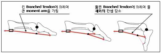 Branch tendon을 활용한 텐던 경로의 개념도