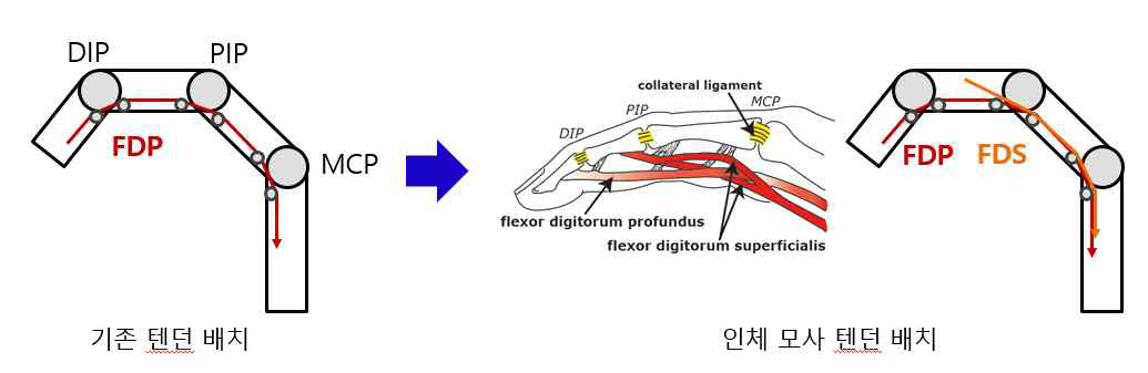 좌: 기존 부족구동 텐던 배치, 우: 개선된 인체모사 텐던 배치