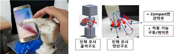 비틀림 안장 관절을 적용한 골격구조와 구동을 위한 부챗살 텐던 구조