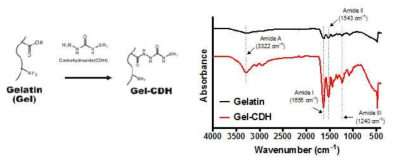 Synthesis of carbohydrazide-conjugated gelatin (Gel-CDH)