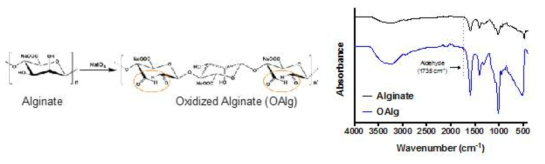 Synthesis of oxidized alginate (OAlg)