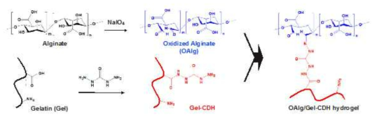 Self-assembled hydrogel via Schiff’s base reaction to form the imine bond between aldehyde groups of OAlg and amino groups of Gel-CDH