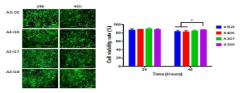 Viability of hMSCs encapsulated in OAlg/Gel-CDH hydrogel, investigated by live/dead assay