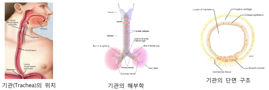 기관의 위치 및 해부학적 구조