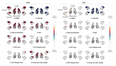 각 EOAD, LOAD Group 내에서의 subcortical structure와 신경심리검사와의 correlation