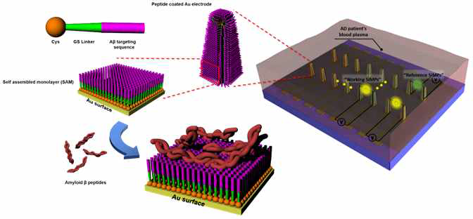 혈장 내 amyloid beta를 측정하는 3D sensor의 모식도