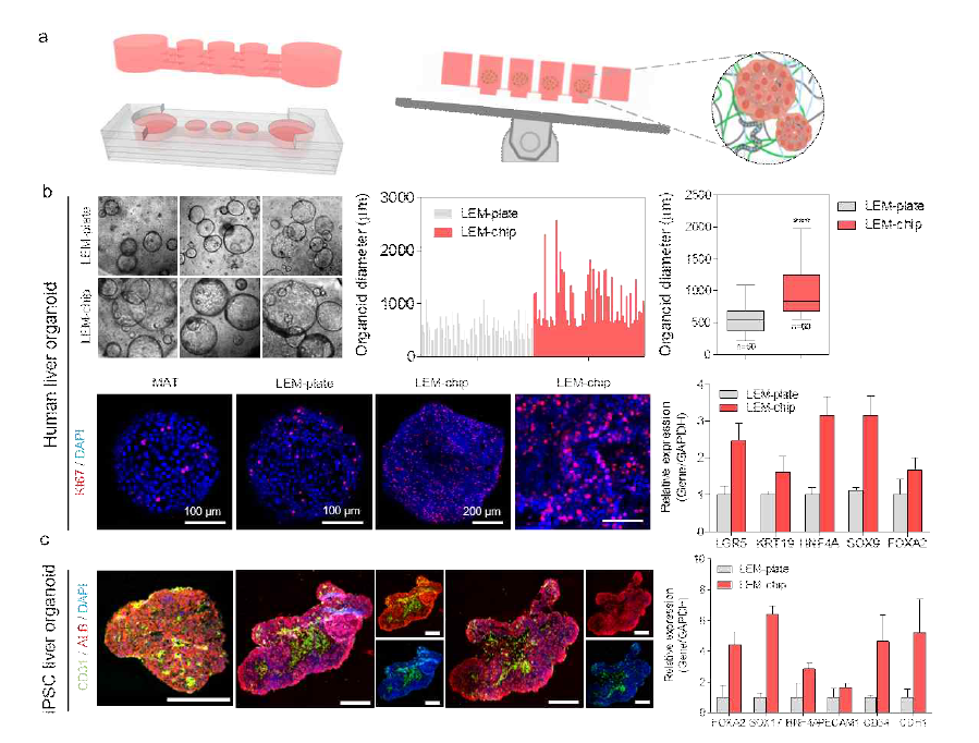 탈세포 간 조직 유래 지지체와 결합된 인간 간 오가노이드의 동적배양 시스템 구축