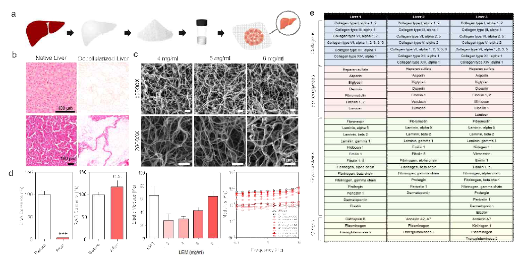 간 조직 탈세포 매트릭스 제작 및 성분 분석