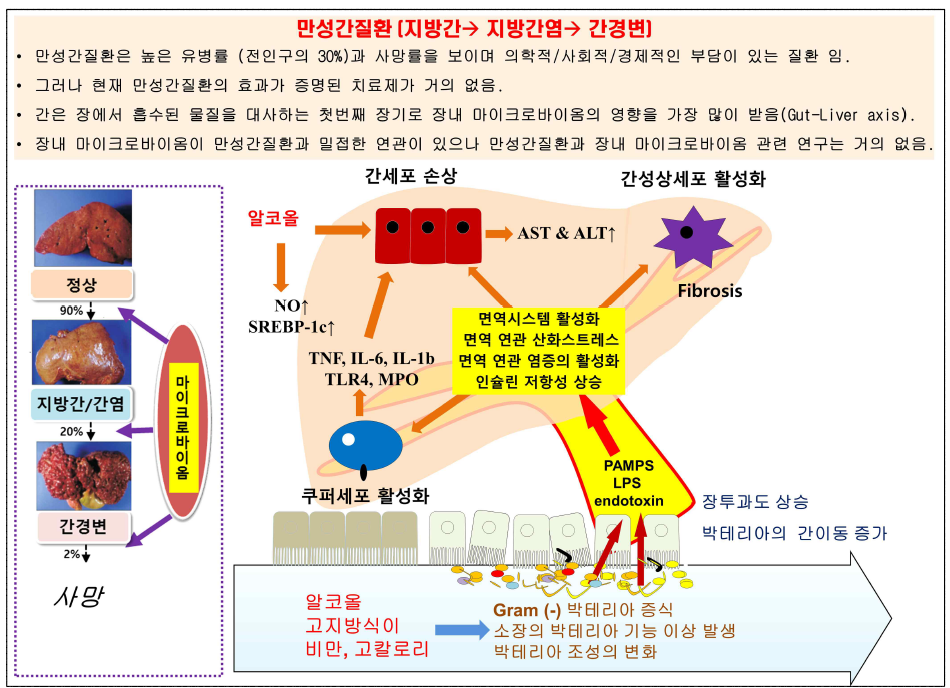 만성간질환의 발생과 장내 마이크로바이옴의 역할 및 기존 연구의 제한점