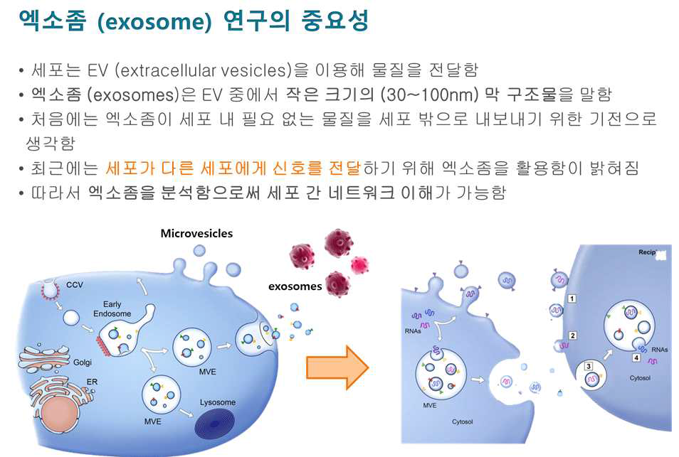 엑소좀 miRNA를 이용한 세포간 교류