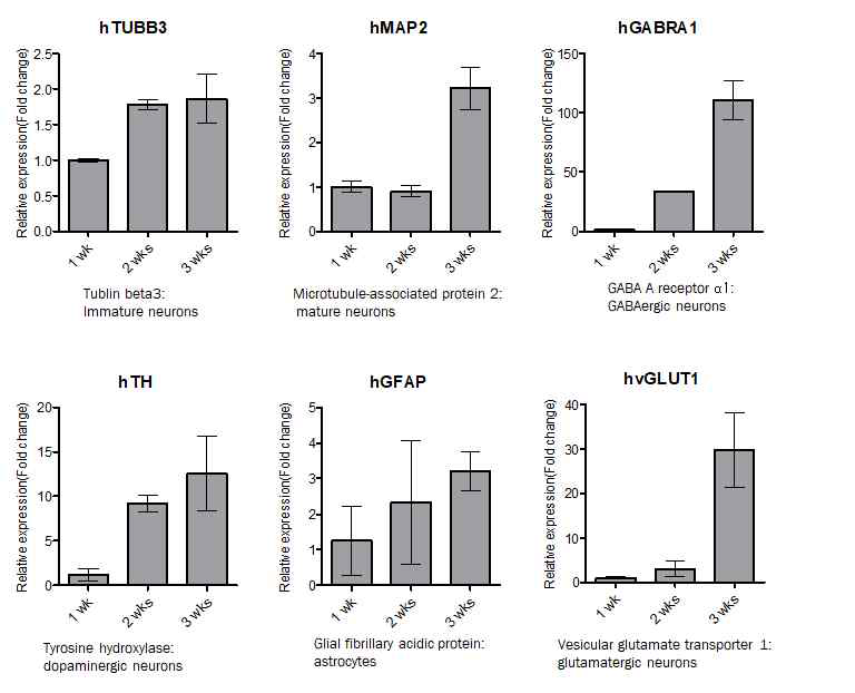 직접교차분화 신경세포의 neuron marker 유전자의 mRNA 발현