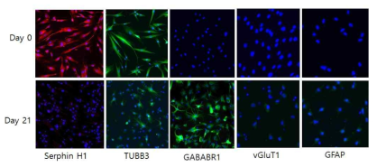 직접교차분화 신경세포의 neuron marker 단백질 발현