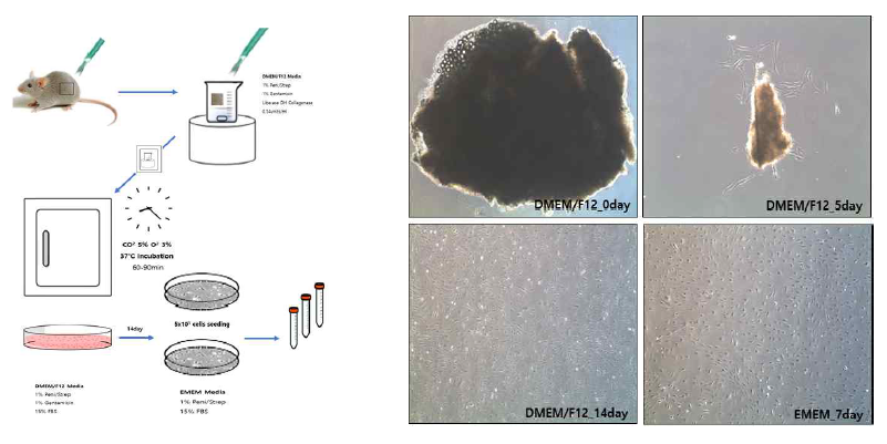AD 동물모델 생쥐의 피부섬유아세포 배양방법