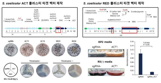 S. coelicolor ACT 및 RED 클러스터 유전자 발현 억제를 위한 CRISPRi 도입 결과