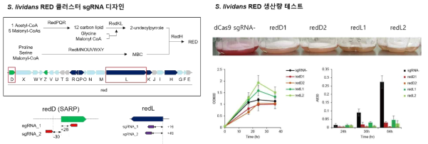 S. lividans RED 클러스터 유전자 발현 억제를 위한 CRISPRi 도입 결과