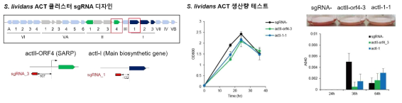S. lividans 의 비 발현 ACT 클러스터의 sgRNA 디자인과 생산량 테스트 결과