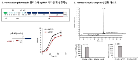 S. venezuelae 의 대표적 2차 대사산물 pikromycin 클러스터의 sgRNA 디자인과 생산량 테스트 결과