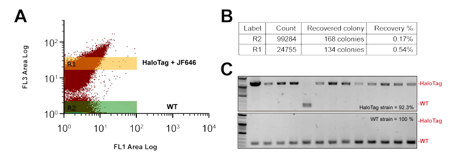 (A) 야생형, HaloTag 도입 균주의 FACS sorting 결과. (B) R1, R2 영역의 프로토플라스트 recovery 후 균집의 수와 recovery 비율. (C) Colony PCR 결과