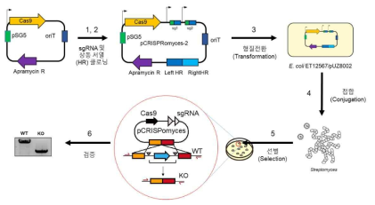 방선균 CRISPR/Cas9 시스템 pCRISPomyces-2를 이용한 유전체 편집 전략
