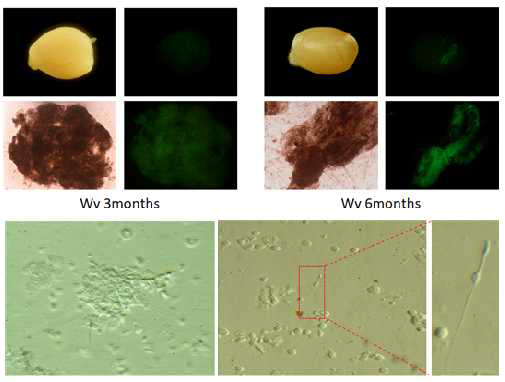 유도생식선줄기세포 정소이식 및 분화된 정자 확인