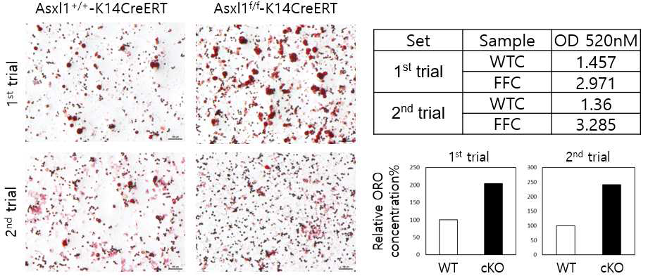 Asxl1 cKO 시에 지방세포 분화가 촉진됨을 확인한 실험 결과