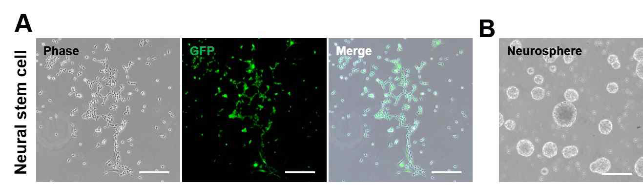 수컷 E14.5 배아로부터 회수된 신경줄기세포(Neural stem cell, NSC)의 체외배양 양상