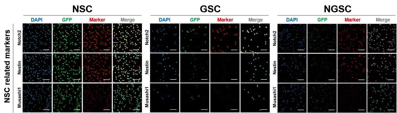 신경줄기세포, 생식선줄기세포, 신경줄기세포 유도생식선줄기세포에서 신경줄기세포 관련 마커들의 발현 양상. Scale bar = 100 μm. Blue, DAPI; red, Marker. 신경줄기세포, NSC; 생식선 줄기세포, GSC; 신경줄기세포 유도생식선줄기세포, NGSC