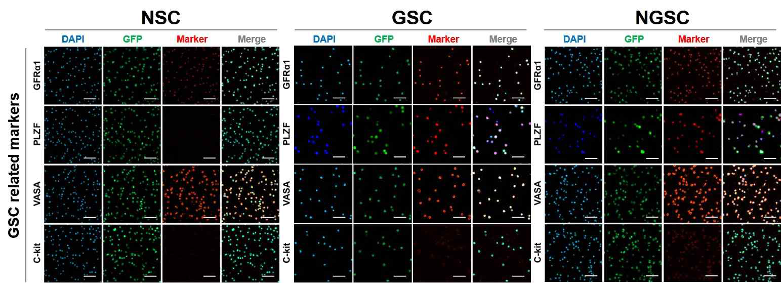 신경줄기세포, 생식선줄기세포, 신경줄기세포 유도생식선줄기세포에서 생식선줄기세포 관련 마커들의 발현 양상. 미분화정원세포 (GFRá1, PLZF), 생식세포 (VASA), 분화정원세포 (c-Kit) 마커를 이용하였음. Scale bar = 100 μm. Blue, DAPI; red, Marker. 신경줄기세포, NSC; 생식선줄 기세포, GSC; 신경줄기세포 유도생식선줄기세포, NGSC