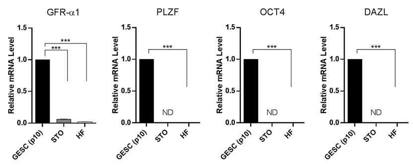 생쥐 생식선줄기세포(GESC), 모낭줄기세포(HF), 배아섬유아세포(STO)에서 생쥐생식선 줄기세포에서 GFR-a1, PLZF, OCT4, DAZL 유전자의 발현비교