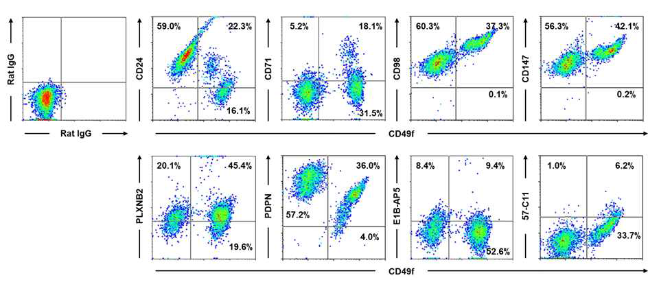 생쥐 pup 정소에서 분리한 정소세포에서 CD49f와 발굴한 생식선줄기세포 마커의 공동 발현분석