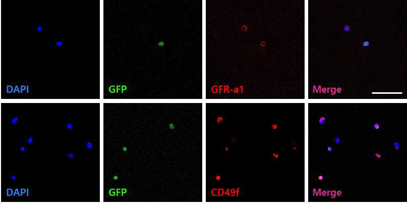 면역세포화학법을 이용해 생쥐 생식선줄기세포(GESC) 분석