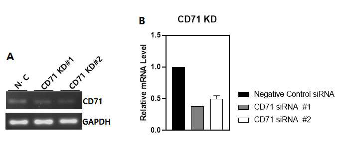 생식선줄기세포에서 CD71 knockdown 및 관련 유전자 분석