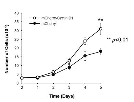 Cyclin D1에 의한 모낭줄기세포 성장 촉진 효과