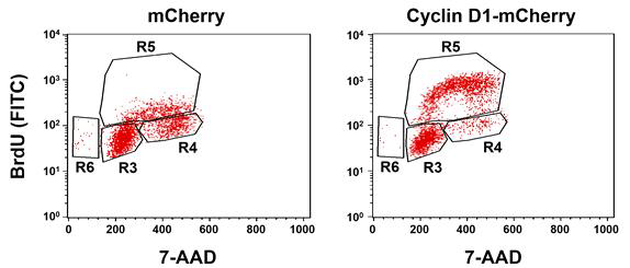 Cyclin D1 발현 모낭줄기세포에 대한 cell cycle 분석