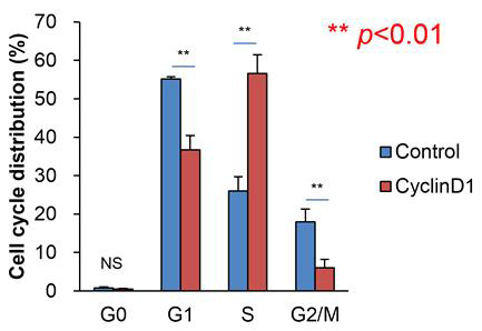 Cyclin D1 발현 모낭줄기세포 cell cycl 분포에 대한 그래프