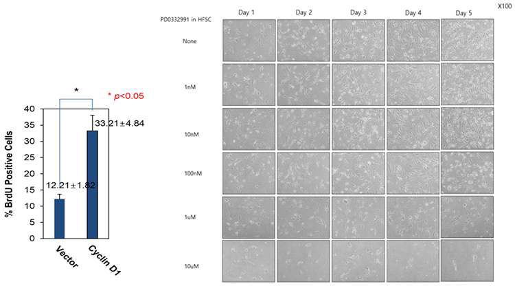PD0332991 모낭줄기세포에 미치는 영향