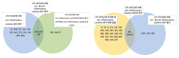 대식세포주를 이용한 면역 조절능 실험 probiotics 후보 균주의 사이토카인 발현량