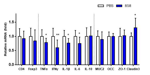 L. fermentum 858 mono-colonization 실험 결과 L. fermentum 858 접종 2주 후 colon에서 면역 기능 및 tight junction protein 관련 유전자 발현 변화를 qRT-PCR로 확인하였다. 유의성 평가는 PBS 처리군 대비 균주 처리군의 student t-test 검정 결과로 표시하였다(*: p < 0.05, **: p <0.01)