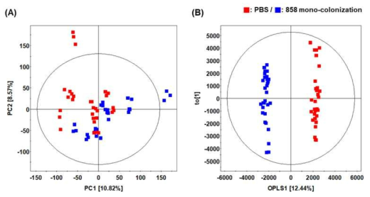 PBS 처리 마우스와 858 균주 mono-colonization의 마우스 혈액 GC-TOF-MS 분석 기반 다변량 통계분석 결과 (A) PCA, (B) OPLS-DA