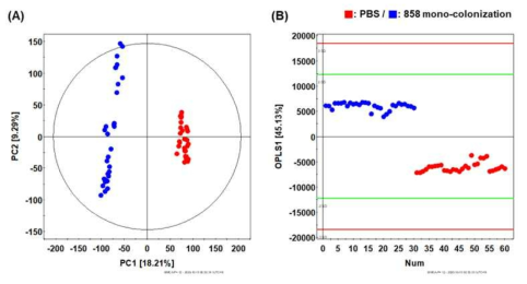 PBS 처리 마우스와 858 균주 mono-colonization의 마우스 분변 GC-TOF-MS 분석 기반 다변량 통계분석 결과 (A) PCA, (B) OPLS-DA