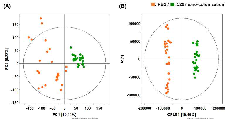 PBS 처리 마우스와 529 균주 mono-colonization의 마우스 분변 GC-TOF-MS 분석 기반 다변량 통계분석 결과 (A) PCA, (B) OPLS-DA