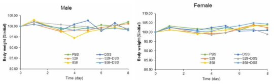 무균쥐를 이용한 균주 2종의 DSS-induced colitis 개선 기능 확인 L. coryniformis 529와 L. fermentum 858 접종 2주 후부터 1% DSS 처리하여 colitis 유도하였을 때 몸무게 변화를 관찰하였다