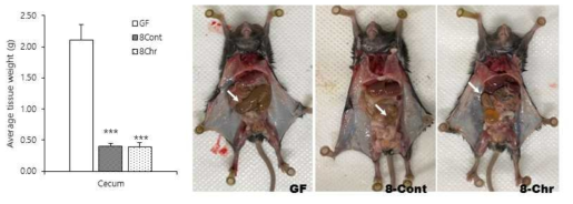DSS-induced colitis 장균총 이식에 따른 cecum 변화 확인 무균쥐에 각 donor 장균총을 이식하고 9주 후 cecum 무게 변화를 확인하였다. 균총을 이식하지 않은 무균쥐(GF)에 대비하여 SPF 장균총 이식군(8-Cont) 및 DSS-induced colitis 장균총 이식군(8-Chr)에서 cecum의 크기 및 무게가 유의적으로 감소함을 확인하였다. 유의성 평가는 GF 대비 균총 이식군의 student t-test 검정 결과로 표시하였다(***: p < 0.001)