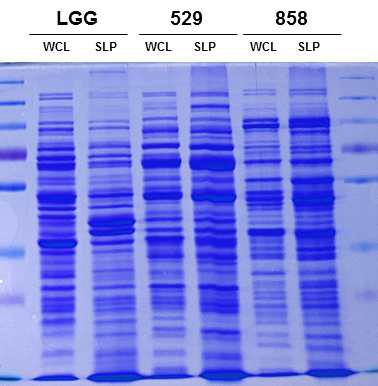 LGG, 529, 858 균주의 단백질 발현 패턴 확인 각 균주의 단백질 20μg을 11% SDS-PAGE로 분리하였다. WCL: whole cell lysate, SLP: surface layer protein