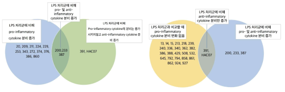 대식세포주를 이용한 면역 조절능 실험 probiotics 후보 균주의 사이토카인 발현량