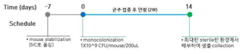 GF mono-colonization 실험 개요