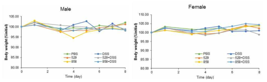 무균쥐를 이용한 균주 2종의 DSS-induced colitis 개선 기능 확인 L. coryniformis 529와 L. fermentum 858 접종 2주 후부터 1% DSS 처리하여 colitis 유도하였을 때 몸무게 변화를 관찰하였다